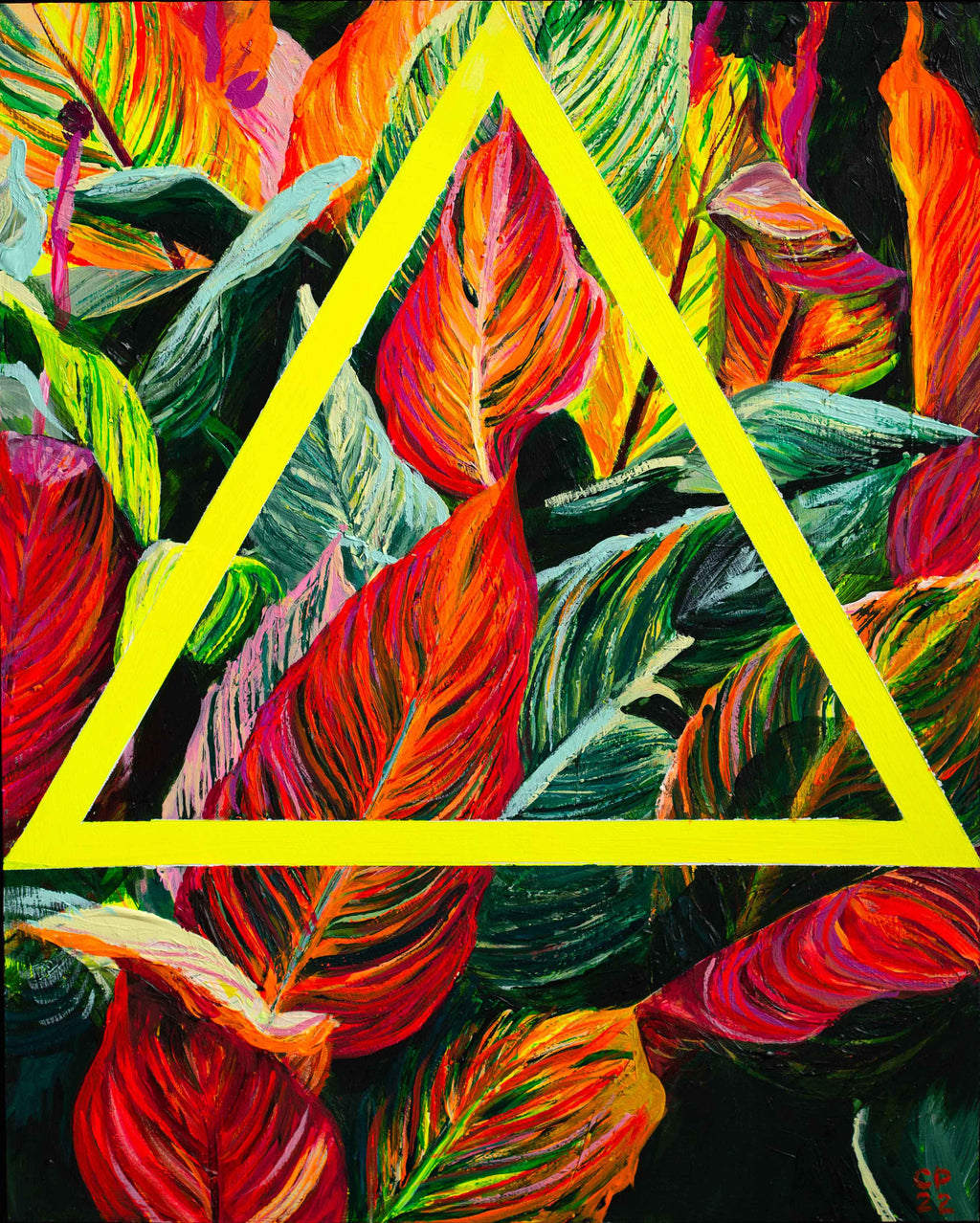 Canna Lillies