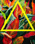 Canna Lillies