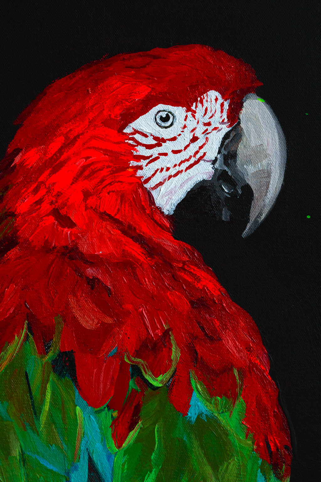 Red Macaw