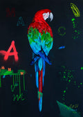 Red Macaw