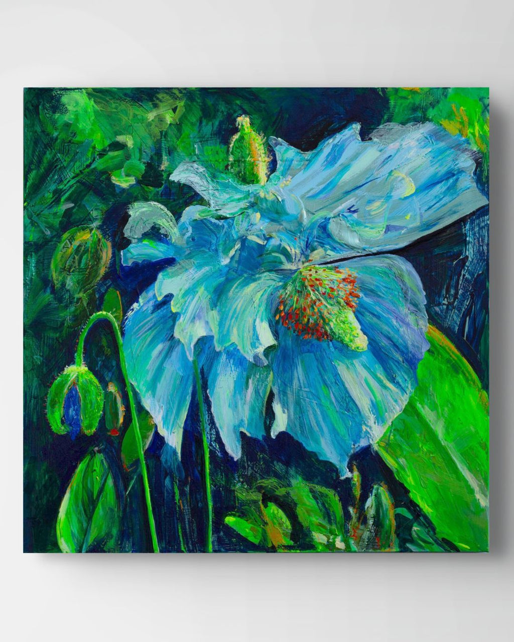Himalayan Blue Poppy