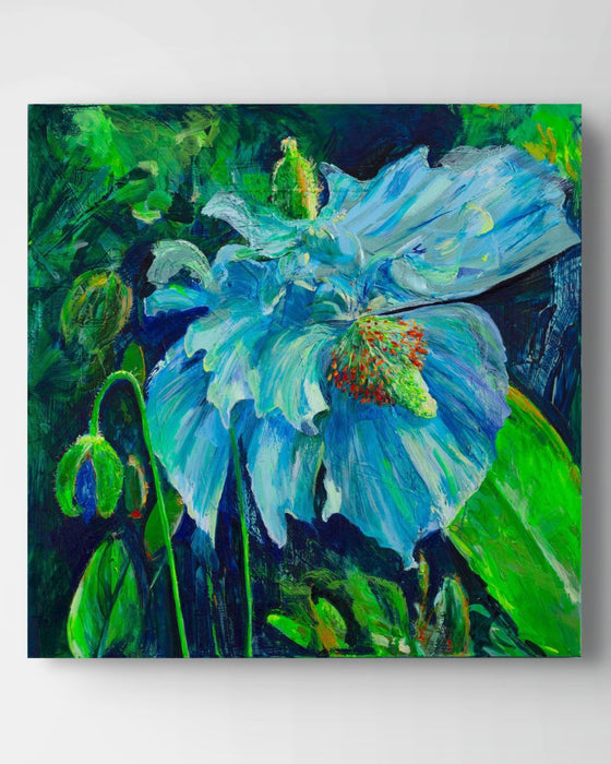 Himalayan Blue Poppy