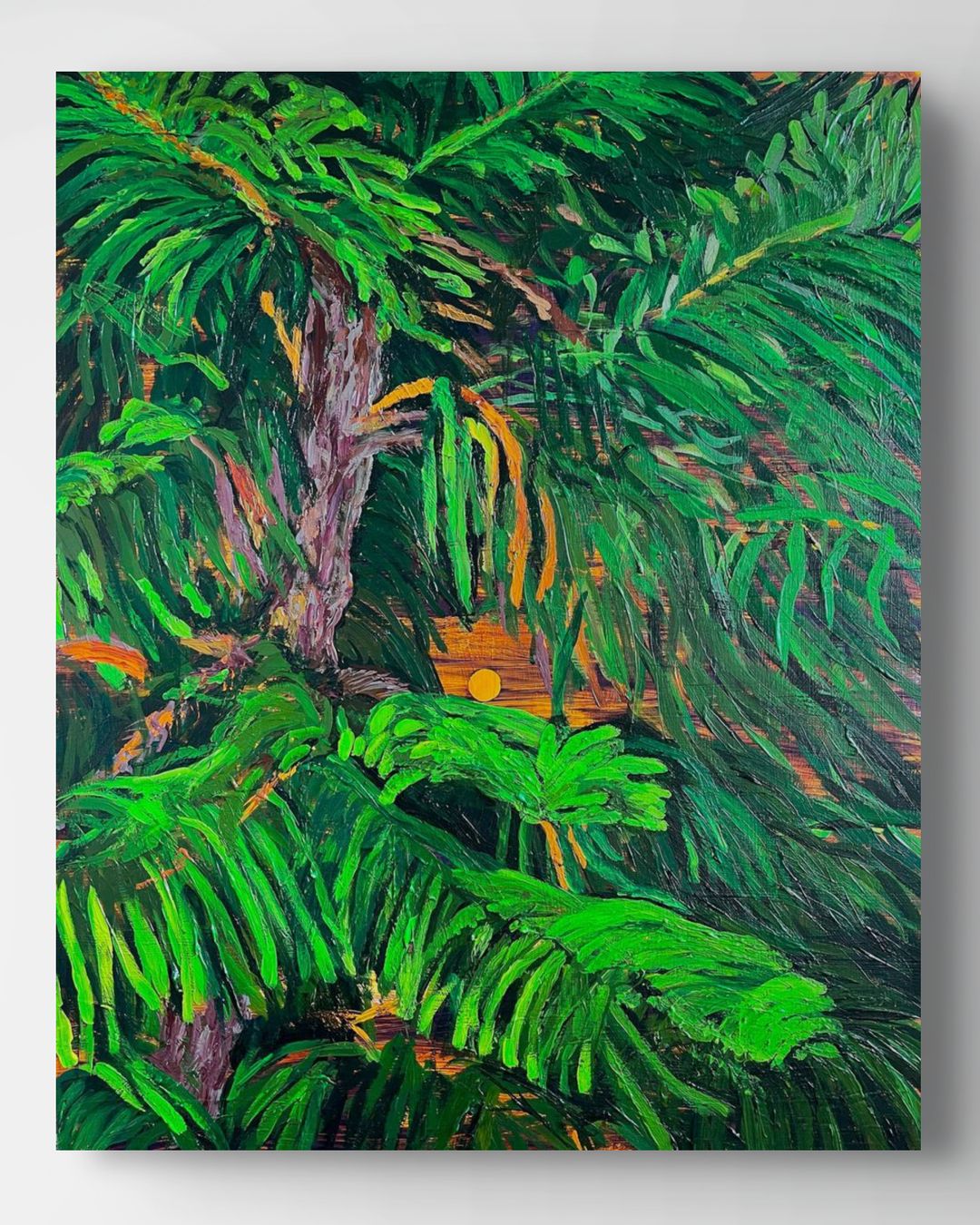 Norfolk Pine