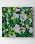 Wilting Rose of Sharon